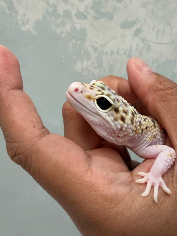 mata gecko eclipse