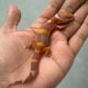 IMG_2019 jual gecko tangerine chocolate incub jantan baby