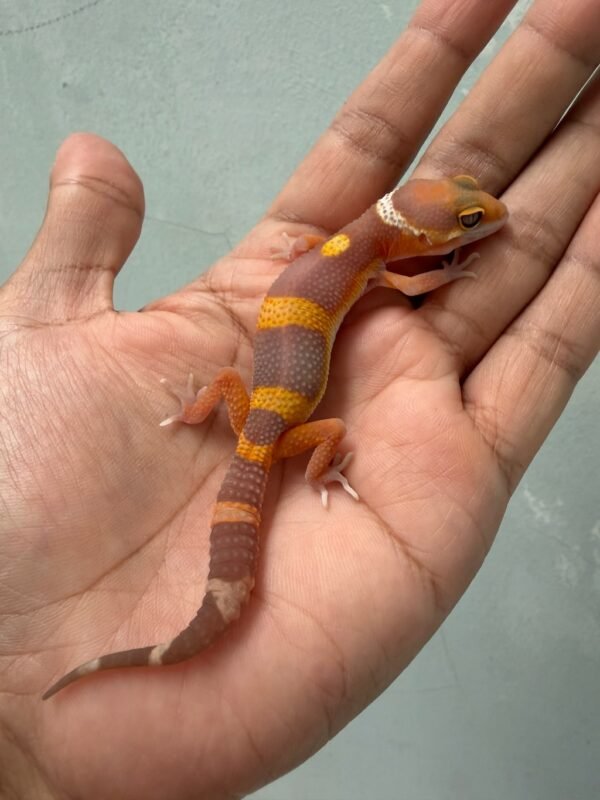 IMG_2019 jual gecko tangerine chocolate incub jantan baby