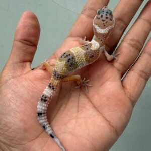 IMG_2022 jual gecko creamsicle het tremper betina