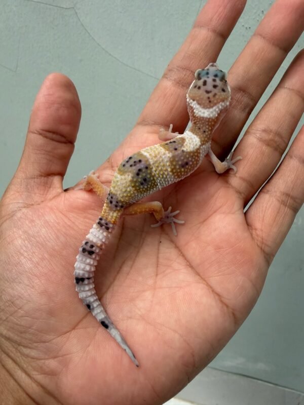 jual gecko creamsicle het tremper betina