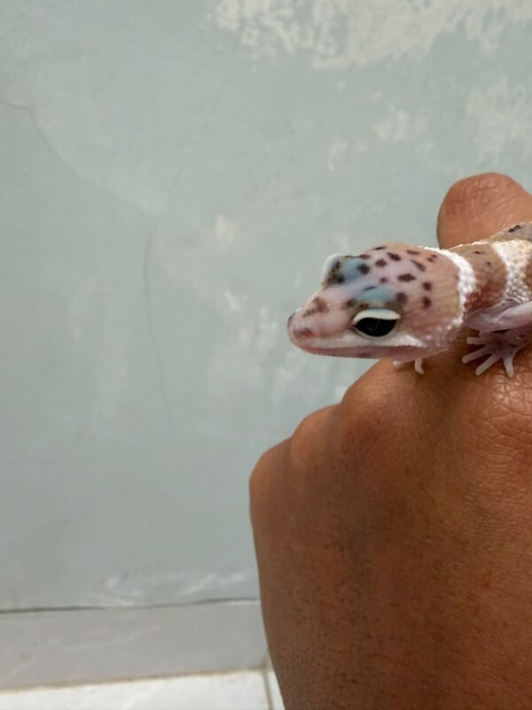 mata gecko creamsicle