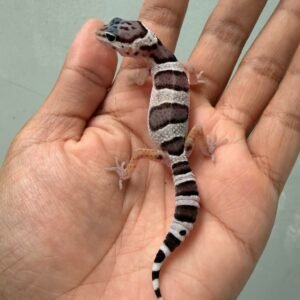 IMG_2033 jual gecko mack snow black night cross baby bahan panda