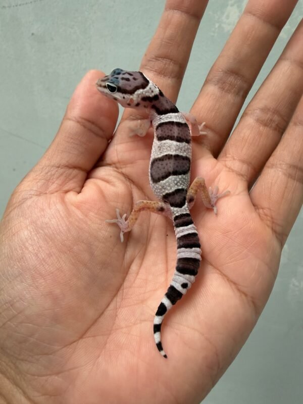 IMG_2033 jual gecko mack snow black night cross baby bahan panda