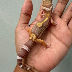 IMG_2146 jual gecko snow chocolate het raptor jantan