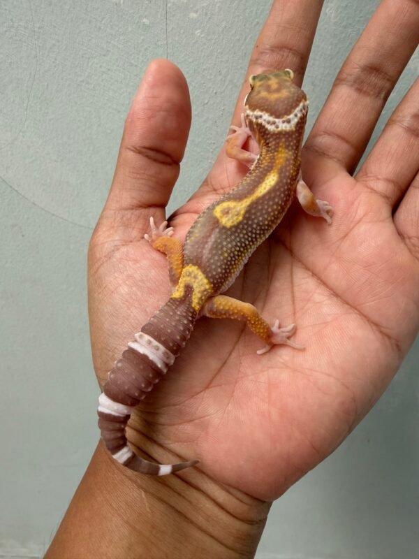 IMG_2146 jual gecko snow chocolate het raptor jantan