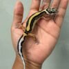 jual gecko bold stripe ph tremper jantan