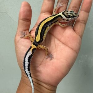 IMG_2151 jual gecko bold stripe ph tremper jantan