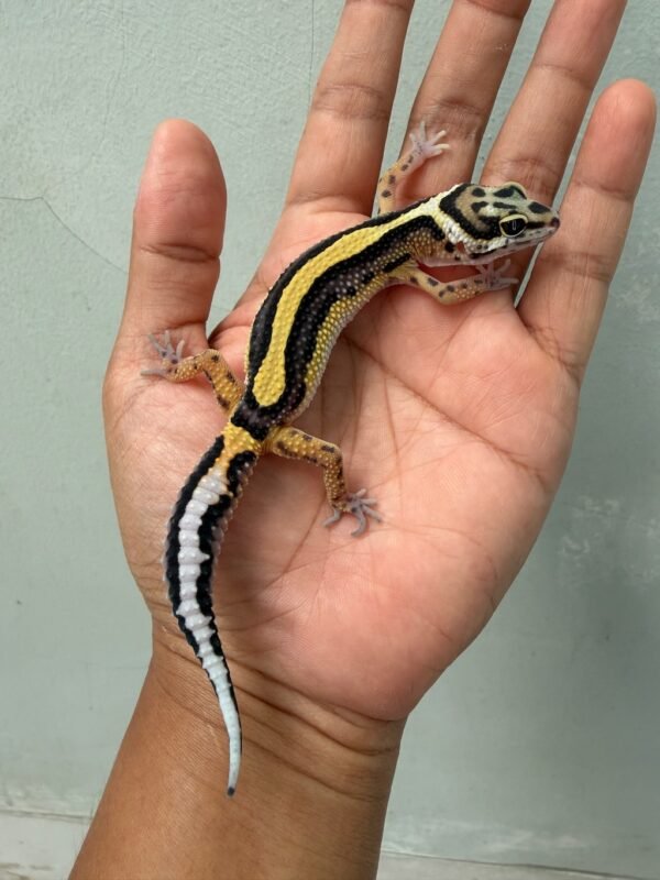 jual gecko bold stripe ph tremper jantan