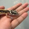 mata gecko bold stripe