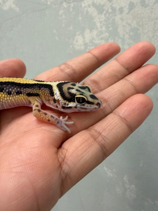 mata gecko bold stripe
