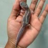 jual gecko black night mack snow eclipse jantan bahan panda