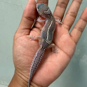 IMG_2155 jual gecko black night mack snow eclipse jantan bahan panda