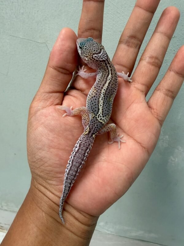jual gecko black night mack snow eclipse jantan bahan panda