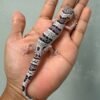 jual gecko tug snow jantan high white