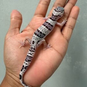 IMG_2159 jual gecko tug snow jantan high white