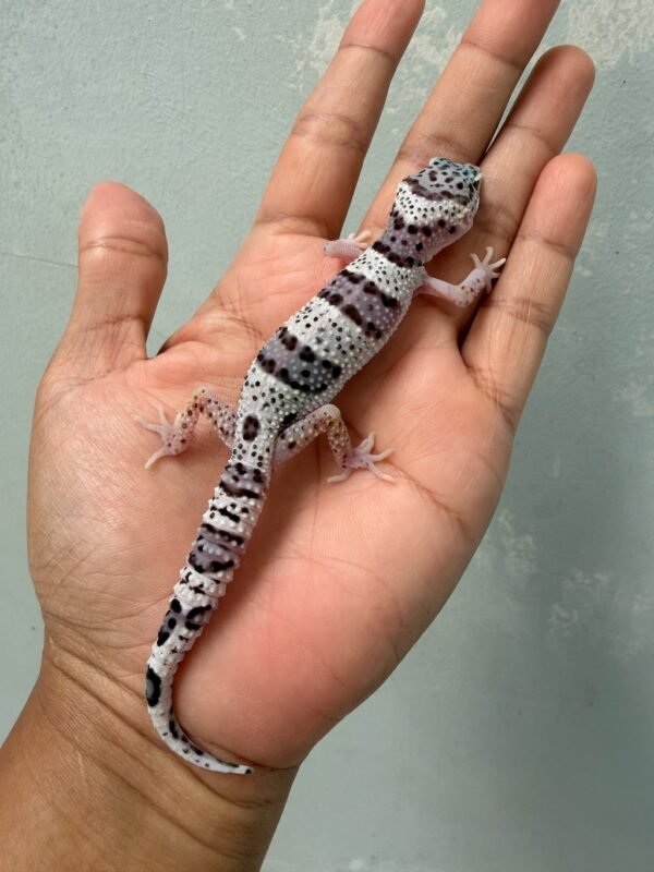jual gecko tug snow jantan high white