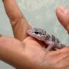 mata gecko tug snow