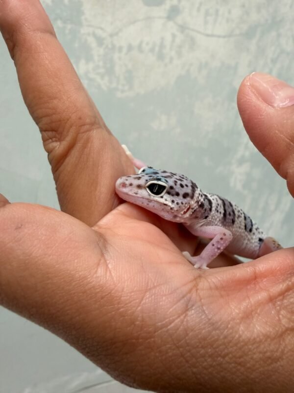 mata gecko tug snow