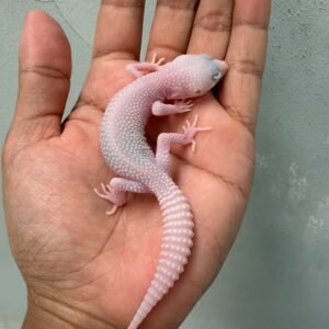 IMG_2162 jual gecko snowflakes jantan