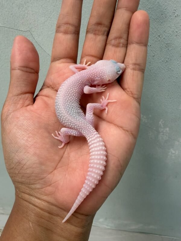 IMG_2162 jual gecko snowflakes jantan