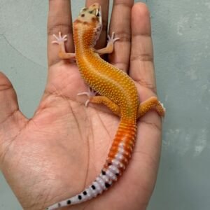 IMG_2164 jual gecko patty stripe het tremper jantan orange