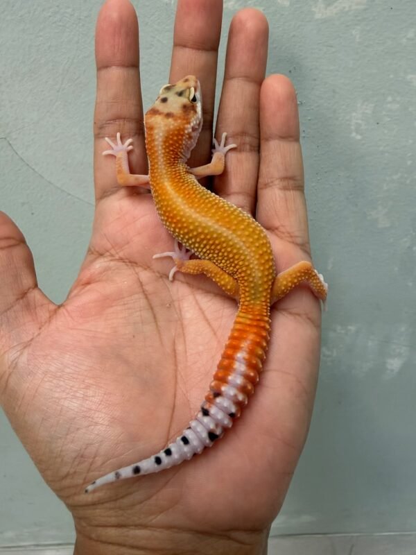 jual gecko patty stripe het tremper jantan orange