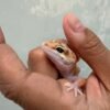 Patty Stripe het Tremper - Jantan - R260734