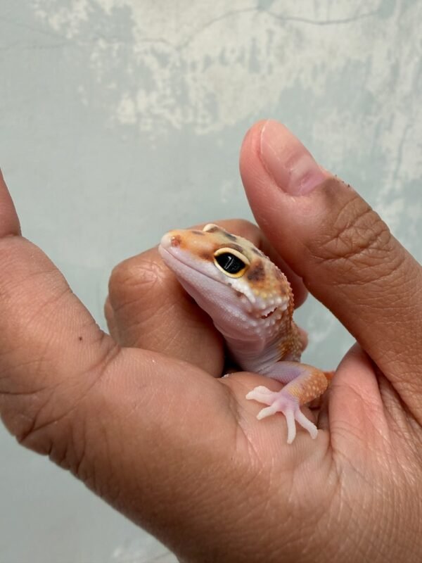 Patty Stripe het Tremper - Jantan - R260734