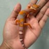 jual gecko tremper lavender jungle jantan