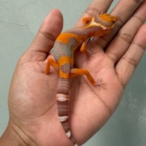 IMG_2167 jual gecko tremper lavender jungle jantan