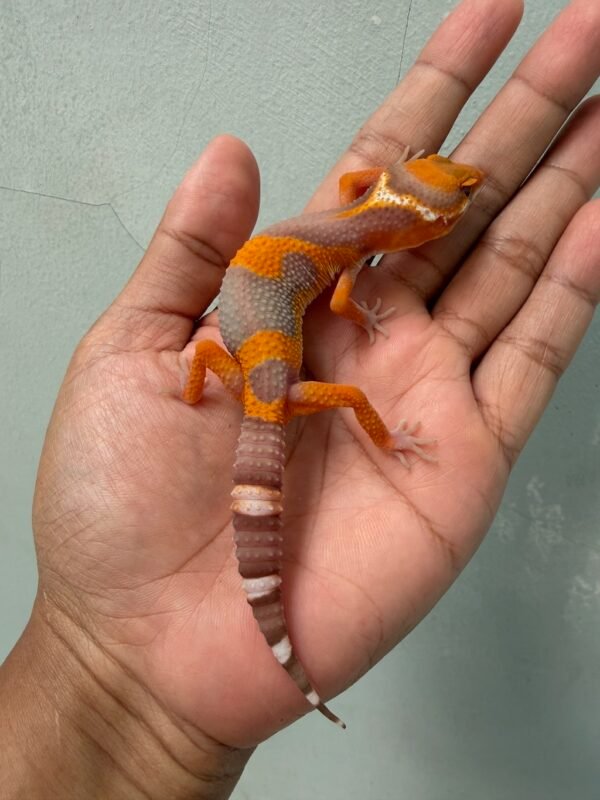 jual gecko tremper lavender jungle jantan