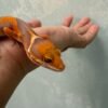 mata gecko tremper lavender jungle