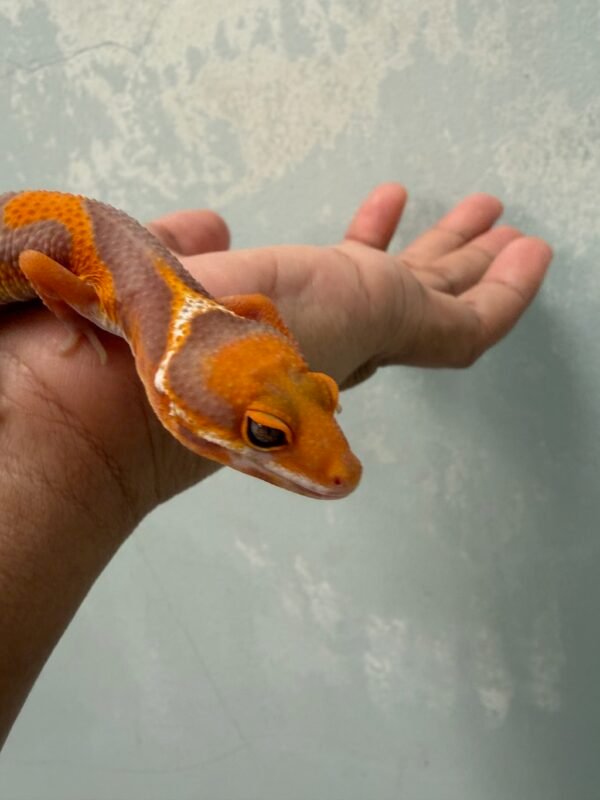 mata gecko tremper lavender jungle