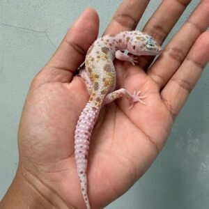 IMG_2170 jual gecko dreamsicle het ember jantan rare