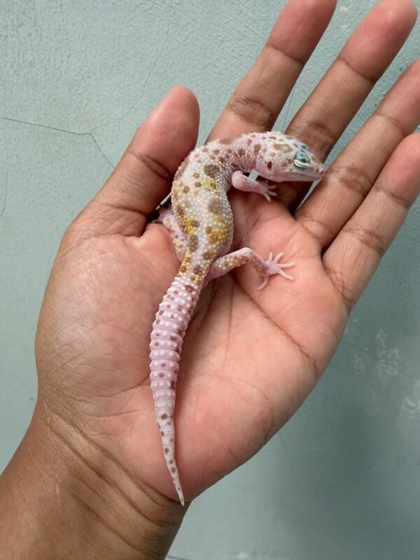 jual gecko dreamsicle het ember jantan rare