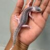 IMG_2174 jual leopard gecko pied black night cross jantan