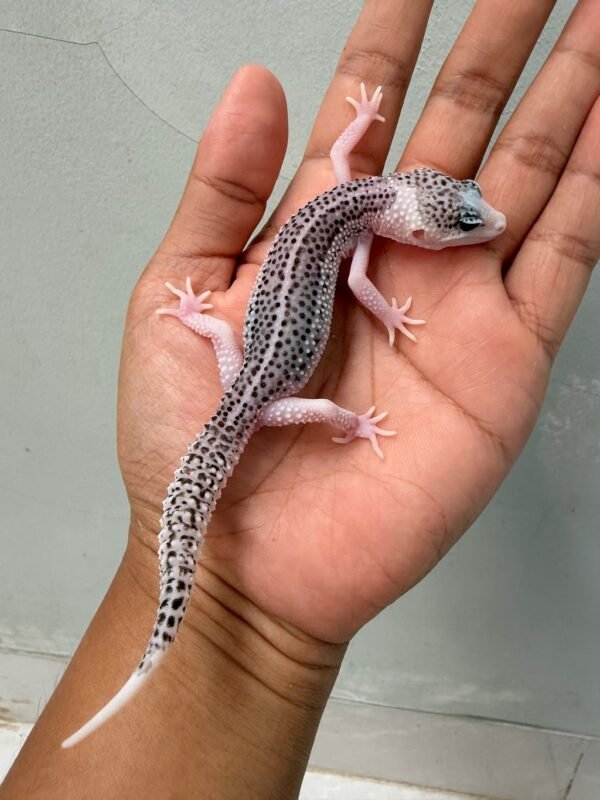 IMG_2174 jual leopard gecko pied black night cross jantan