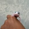 IMG_2175 jual gecko senyum pied mata belo jantan
