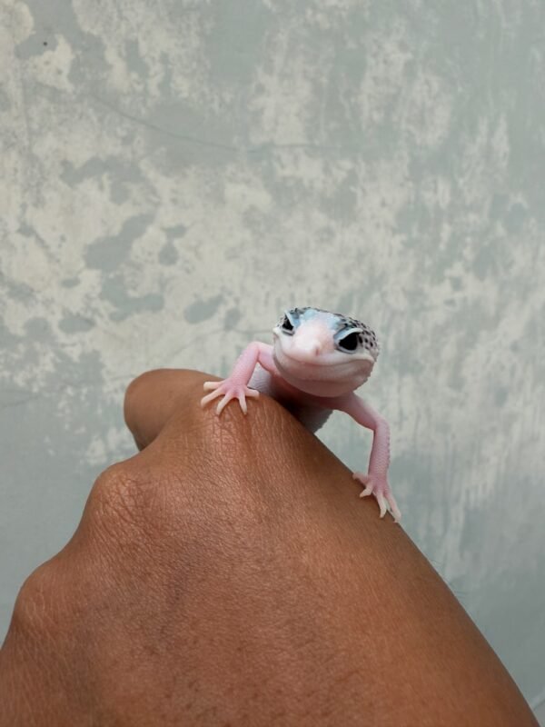 IMG_2175 jual gecko senyum pied mata belo jantan
