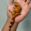 jual gecko sunspot jantan