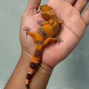 IMG_2177 jual gecko sunspot jantan