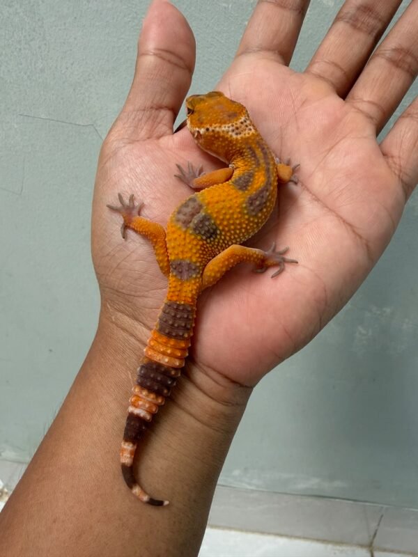 jual gecko sunspot jantan