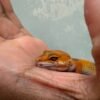 mata gecko sunspot