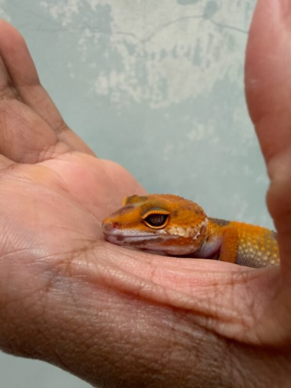 mata gecko sunspot
