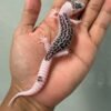 IMG_2181 jual gecko super pied black night cross jantan rare