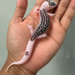 IMG_2181 jual gecko super pied black night cross jantan rare