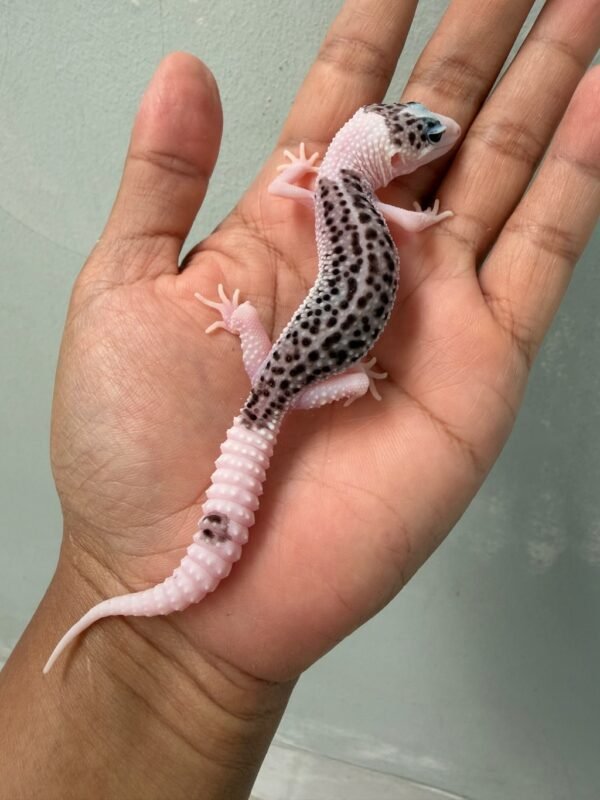 IMG_2181 jual gecko super pied black night cross jantan rare