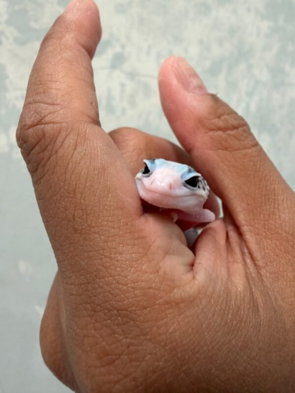 IMG_2182 mata gecko super pied