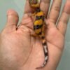 IMG_2223 (1) jual leopard gecko emerine cross ph tremper betina